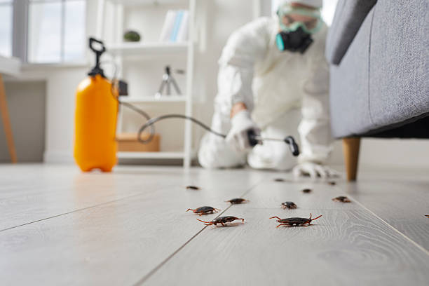 Commercial Rodent Management in Biggs